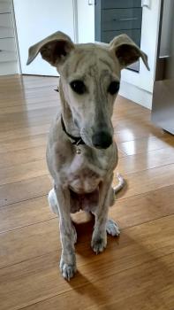 Sasha, Whippet