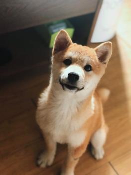 Zhuzhu, Shiba