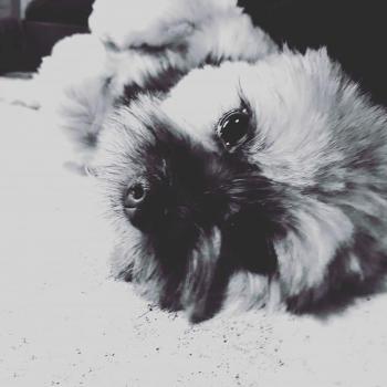 Lucky, Yorkshire Terrier