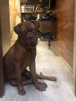 Sandy, Dogo De Burdeos