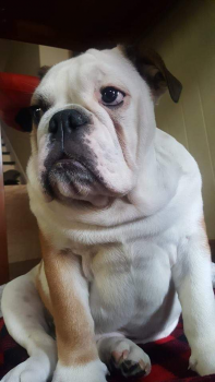 Joker, Bulldog