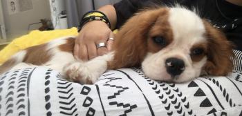 Okinawa, Cavalier King Charles Spaniel