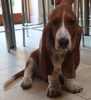 Lincoln, Basset Hound