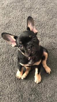 Reggie, Bulldog Francés