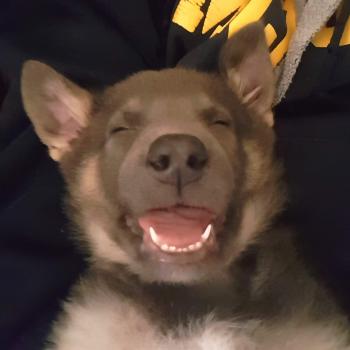 Hutch, Deutscher Schäferhund