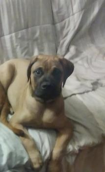 Larry, Bullmastiff