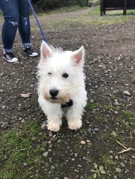 Tam, Westies