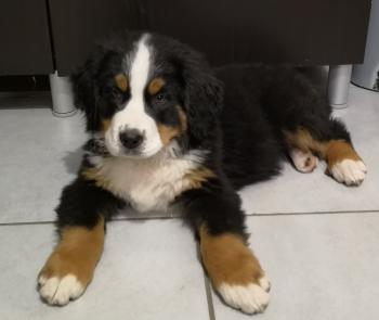 Orion, Bernese Cattle Dogs