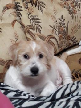 Rex, Shih Tzu