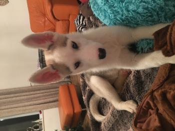 Ice, Siberian Husky