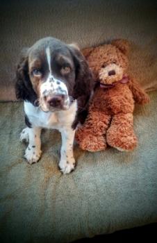 Quill, Springer spaniel inglés