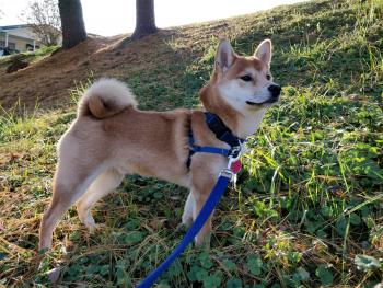 Yoshi, Shiba