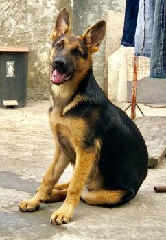 Hunter, Perro Pastor Alemán