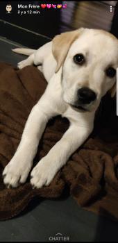 Osiris, Labrador Retriever