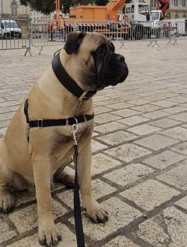Oups, Bullmastiff