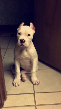 Daisy, Bulldog americano