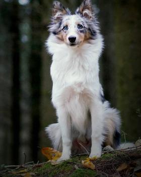 Merlin, Pastor De Shetland