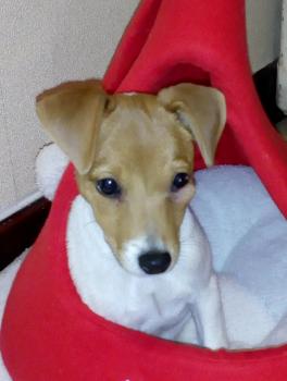 Oria, Jack Russell Terrier