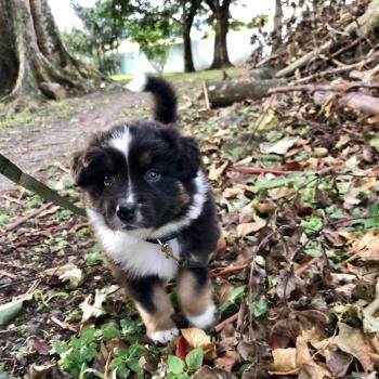 Oreo, Pastor Australiano