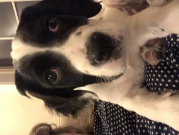 Malcolm, Setter Inglés