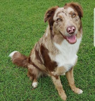 Milo, Border Collie