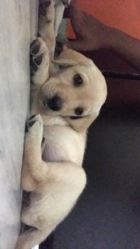 lucy, Labrador Retriever