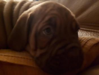 Lila, Dogo De Burdeos