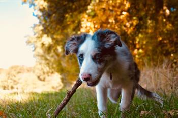 Neko, Border Collie