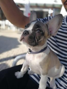 loki, Bulldog Francés