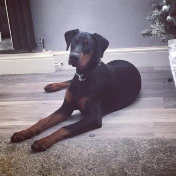 Thor, Dobermann