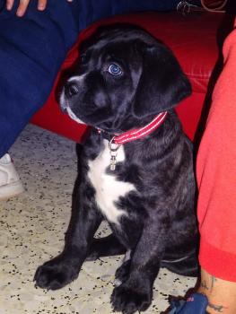 Watson, Cane Corso