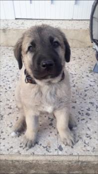 Odi, Pastor De Anatolia