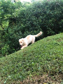 Leo, Golden Retriever