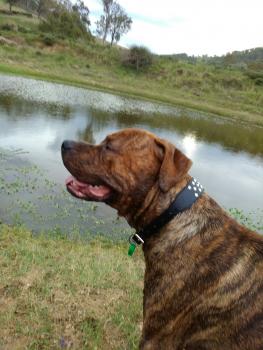 Sherlock, Bullmastiff