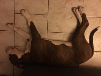 Onyx, American Staff