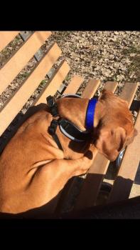 Dean, Bordeauxdogge