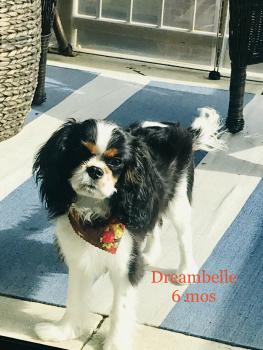 Dreambelle, Cavalier King Charles Spaniel