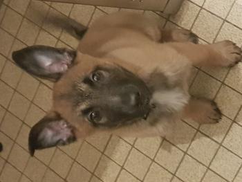 Stella, Berger Malinois