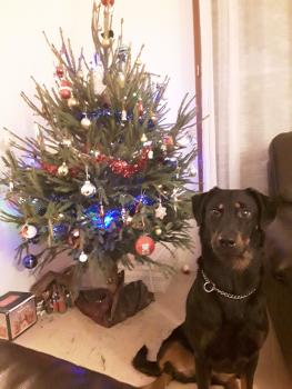Myhra, Beauceron