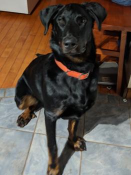 Lucky, Beauceron