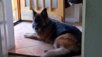 Ema, Perro Pastor Alemán