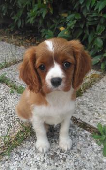 Cannella, Cavalier King Charles