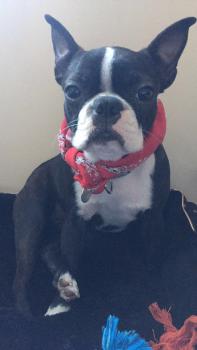 Ollie, Boston Terrier