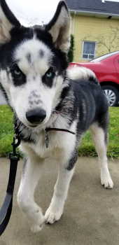 Maverick, Husky Siberiano