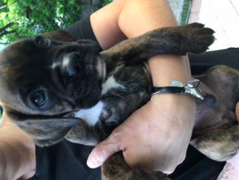 Tony, Boxer
