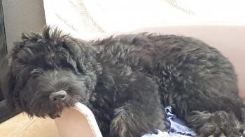 Orio, Boyero De Flandes