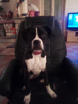 Xena, Boxer