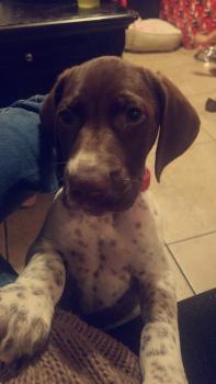 LEX, Braco Alemán De Pelo Corto