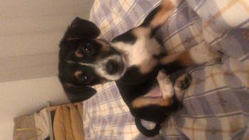 Paco, Parson Jack Russell Terrier (De Pelaje Corto - Suave)