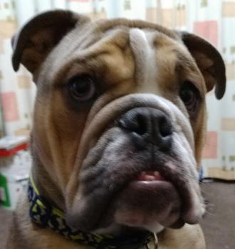 Henry, Bulldog